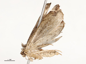  ( - CBG-A54428-H05)  @11 [ ] CreativeCommons - Attribution Share - Alike (2024) CBG Photography Group Centre for Biodiversity Genomics