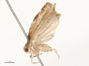  ( - CBG-A54428-H06)  @11 [ ] CreativeCommons - Attribution Share - Alike (2024) CBG Photography Group Centre for Biodiversity Genomics