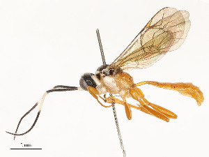  ( - CBG-A54433-B03)  @11 [ ] CreativeCommons - Attribution Share - Alike (2024) CBG Photography Group Centre for Biodiversity Genomics