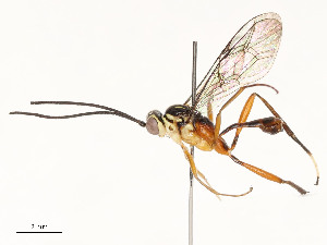  ( - CBG-A54433-B08)  @11 [ ] CreativeCommons - Attribution Share - Alike (2024) CBG Photography Group Centre for Biodiversity Genomics
