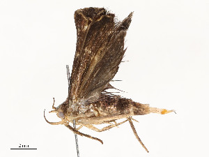  ( - CBG-A54433-H02)  @11 [ ] CreativeCommons - Attribution Share - Alike (2024) CBG Photography Group Centre for Biodiversity Genomics