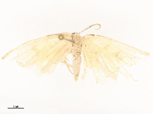  ( - CBG-A54434-D09)  @11 [ ] CreativeCommons - Attribution Share - Alike (2024) CBG Photography Group Centre for Biodiversity Genomics