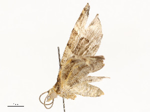  ( - CBG-A54434-E02)  @11 [ ] CreativeCommons - Attribution Share - Alike (2024) CBG Photography Group Centre for Biodiversity Genomics