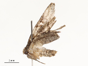  (tortMalaise01 Malaise1045 - CBG-A54435-G01)  @11 [ ] CreativeCommons - Attribution Share - Alike (2024) CBG Photography Group Centre for Biodiversity Genomics