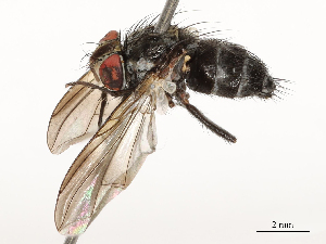  (Lizophaga Malaise0725 - CBG-A54436-B08)  @11 [ ] CreativeCommons - Attribution Share - Alike (2024) CBG Photography Group Centre for Biodiversity Genomics