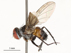  ( - CBG-A54436-B12)  @11 [ ] CreativeCommons - Attribution Share - Alike (2024) CBG Photography Group Centre for Biodiversity Genomics