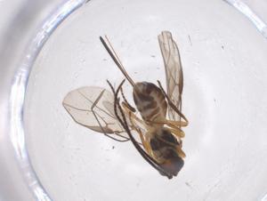  (alyMalaise01 Malaise4790 - CBG-A54790-F04)  @11 [ ] CreativeCommons - Attribution Share - Alike (2024) Centre for Biodiversity Genomics Centre for Biodiversity Genomics