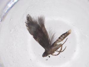  ( - CBG-A56045-G10)  @11 [ ] CreativeCommons - Attribution Share - Alike (2024) Centre for Biodiversity Genomics Centre for Biodiversity Genomics