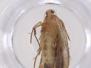  ( - CBG-A56048-B02)  @11 [ ] CreativeCommons - Attribution Share - Alike (2024) Centre for Biodiversity Genomics Centre for Biodiversity Genomics