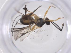  ( - CBG-A56048-B07)  @11 [ ] CreativeCommons - Attribution Share - Alike (2024) Centre for Biodiversity Genomics Centre for Biodiversity Genomics