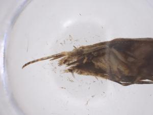  ( - CBG-A56048-B10)  @11 [ ] CreativeCommons - Attribution Share - Alike (2024) Centre for Biodiversity Genomics Centre for Biodiversity Genomics