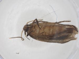  ( - CBG-A56049-B06)  @11 [ ] CreativeCommons - Attribution Share - Alike (2024) Centre for Biodiversity Genomics Centre for Biodiversity Genomics