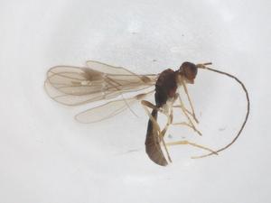  ( - CBG-A56056-A07)  @11 [ ] CreativeCommons - Attribution Share - Alike (2024) Centre for Biodiversity Genomics Centre for Biodiversity Genomics