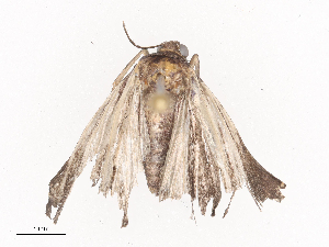  ( - CBG-A36878-H05)  @11 [ ] CreativeCommons - Attribution Share - Alike (2024) CBG Photography Group Centre for Biodiversity Genomics