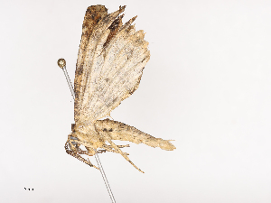  ( - CBG-A36880-A12)  @11 [ ] CreativeCommons - Attribution Share - Alike (2024) CBG Photography Group Centre for Biodiversity Genomics