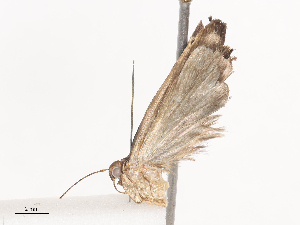  ( - CBG-A36880-H01)  @11 [ ] CreativeCommons - Attribution Share - Alike (2024) CBG Photography Group Centre for Biodiversity Genomics