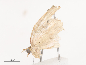  ( - CBG-A36880-H09)  @11 [ ] CreativeCommons - Attribution Share - Alike (2024) CBG Photography Group Centre for Biodiversity Genomics