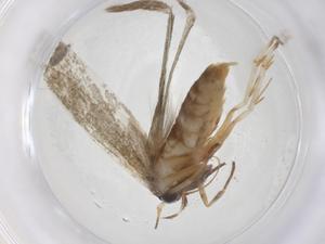  (Blastobasis Malaise4650 - CBG-A37119-A08)  @11 [ ] CreativeCommons - Attribution Share - Alike (2024) Centre for Biodiversity Genomics Centre for Biodiversity Genomics