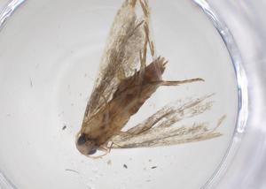  (gelMalaise01 Malaise4511 - CBG-A37279-F12)  @11 [ ] CreativeCommons - Attribution Share - Alike (2024) Centre for Biodiversity Genomics Centre for Biodiversity Genomics