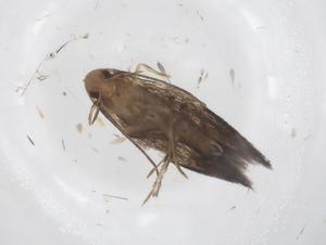  ( - CBG-A37288-C07)  @11 [ ] CreativeCommons - Attribution Share - Alike (2024) Centre for Biodiversity Genomics Centre for Biodiversity Genomics