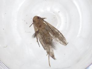  ( - CBG-A37295-H07)  @11 [ ] CreativeCommons - Attribution Share - Alike (2024) Centre for Biodiversity Genomics Centre for Biodiversity Genomics