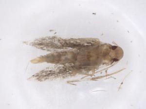  ( - CBG-A37300-A07)  @11 [ ] CreativeCommons - Attribution Share - Alike (2024) Centre for Biodiversity Genomics Centre for Biodiversity Genomics