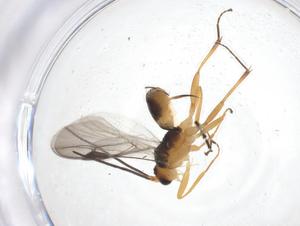  ( - CBG-A37325-D01)  @11 [ ] CreativeCommons - Attribution Share - Alike (2024) Centre for Biodiversity Genomics Centre for Biodiversity Genomics