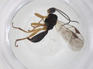  ( - CBG-A37329-A03)  @11 [ ] CreativeCommons - Attribution Share - Alike (2024) Centre for Biodiversity Genomics Centre for Biodiversity Genomics