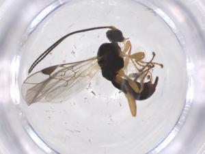  ( - CBG-A37372-G11)  @11 [ ] CreativeCommons - Attribution Share - Alike (2024) Centre for Biodiversity Genomics Centre for Biodiversity Genomics