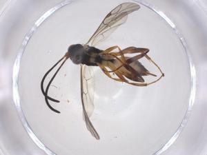  (cryptJanzen01 Malaise7732 - CBG-A38077-F09)  @11 [ ] CreativeCommons - Attribution Share - Alike (2024) Centre for Biodiversity Genomics Centre for Biodiversity Genomics