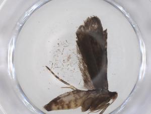  ( - CBG-A38079-E09)  @11 [ ] CreativeCommons - Attribution Share - Alike (2024) Centre for Biodiversity Genomics Centre for Biodiversity Genomics