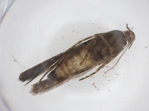  ( - CBG-A38081-C04)  @11 [ ] CreativeCommons - Attribution Share - Alike (2024) Centre for Biodiversity Genomics Centre for Biodiversity Genomics