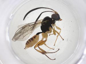  ( - CBG-A38119-A01)  @11 [ ] CreativeCommons - Attribution Share - Alike (2024) Centre for Biodiversity Genomics Centre for Biodiversity Genomics