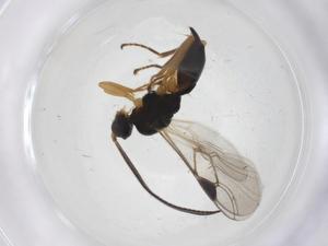  ( - CBG-A38119-A08)  @11 [ ] CreativeCommons - Attribution Share - Alike (2024) Centre for Biodiversity Genomics Centre for Biodiversity Genomics