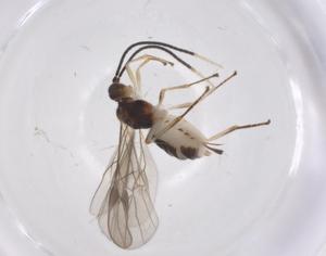  (Bracon Malaise4808 - CBG-A38123-B06)  @11 [ ] CreativeCommons - Attribution Share - Alike (2024) Centre for Biodiversity Genomics Centre for Biodiversity Genomics