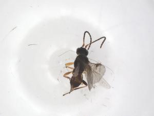  (Paroligoneurus Malaise6377 - CBG-A38137-B07)  @11 [ ] CreativeCommons - Attribution Share - Alike (2024) Centre for Biodiversity Genomics Centre for Biodiversity Genomics