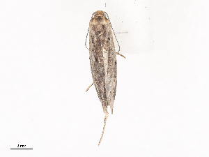  ( - CBG-A38530-D12)  @11 [ ] CreativeCommons - Attribution Share - Alike (2024) CBG Photography Group Centre for Biodiversity Genomics