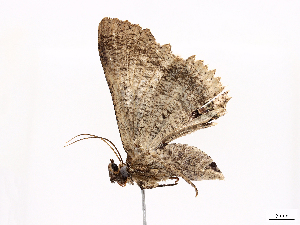  ( - CBG-A38531-D03)  @11 [ ] CreativeCommons - Attribution Share-Alike (2024) CBG Photography Group Centre for Biodiversity Genomics