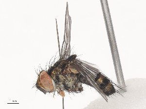  (Calolydella Malaise8449 - CBG-A38532-G01)  @11 [ ] CreativeCommons - Attribution Share - Alike (2024) CBG Photography Group Centre for Biodiversity Genomics