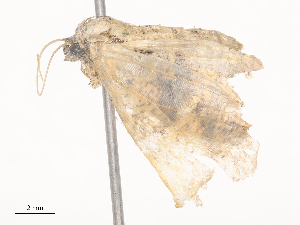  (Aventiopsis Malaise2703 - CBG-A38533-B10)  @11 [ ] CreativeCommons - Attribution Share - Alike (2024) CBG Photography Group Centre for Biodiversity Genomics