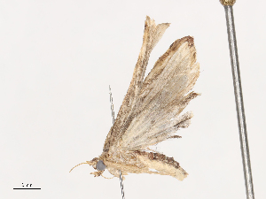  ( - CBG-A38536-E04)  @11 [ ] CreativeCommons - Attribution Share - Alike (2024) CBG Photography Group Centre for Biodiversity Genomics