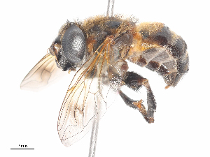  ( - CBG-A38549-G04)  @11 [ ] CreativeCommons - Attribution Share - Alike (2024) CBG Photography Group Centre for Biodiversity Genomics