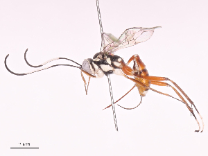  (cryptJanzen01 malaise0837 - CBG-A38550-E03)  @11 [ ] CreativeCommons - Attribution Share - Alike (2024) CBG Photography Group Centre for Biodiversity Genomics