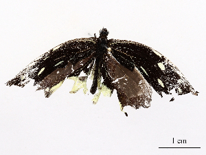  ( - CBG-A38551-E06)  @11 [ ] CreativeCommons - Attribution Share-Alike (2024) CBG Photography Group Centre for Biodiversity Genomics