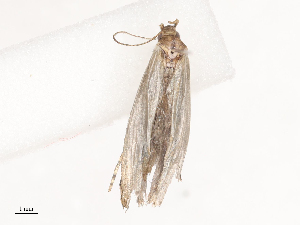  ( - CBG-A38552-A02)  @11 [ ] CreativeCommons - Attribution Share - Alike (2024) CBG Photography Group Centre for Biodiversity Genomics