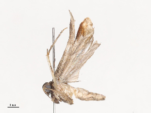  ( - CBG-A38552-A04)  @11 [ ] CreativeCommons - Attribution Share - Alike (2024) CBG Photography Group Centre for Biodiversity Genomics