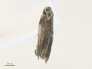  ( - CBG-A38553-G03)  @11 [ ] CreativeCommons - Attribution Share - Alike (2024) CBG Photography Group Centre for Biodiversity Genomics