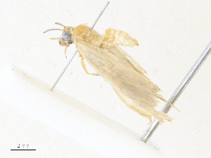  ( - CBG-A38554-E09)  @11 [ ] CreativeCommons - Attribution Share - Alike (2024) CBG Photography Group Centre for Biodiversity Genomics