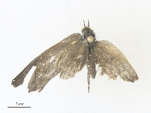  ( - CBG-A38555-C10)  @11 [ ] CreativeCommons - Attribution Share - Alike (2024) CBG Photography Group Centre for Biodiversity Genomics