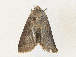  (Marilopteryx Malaise3291 - CBG-A38555-D03)  @11 [ ] CreativeCommons - Attribution Share - Alike (2024) CBG Photography Group Centre for Biodiversity Genomics